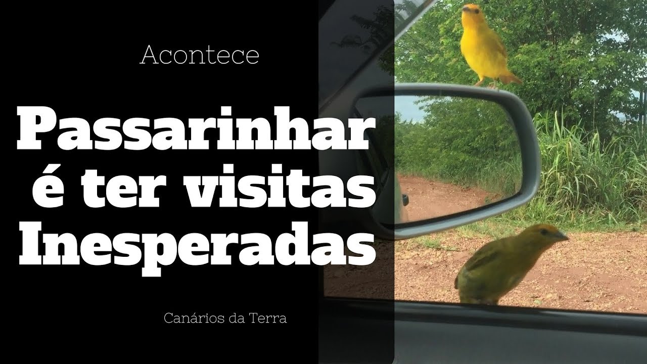 Passarinhar &eacute;: ter visitas INESPERADAS - CAN&Aacute;RIOS DA TERRA