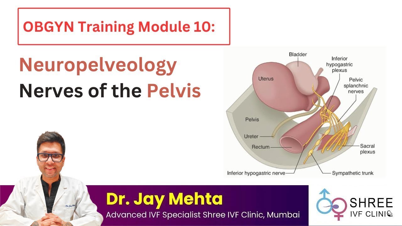 OBGYN Training Module 10 - Neuropelveology Nerves of the Pelvis | Dr Jay Mehta - Shree IVF Clinic