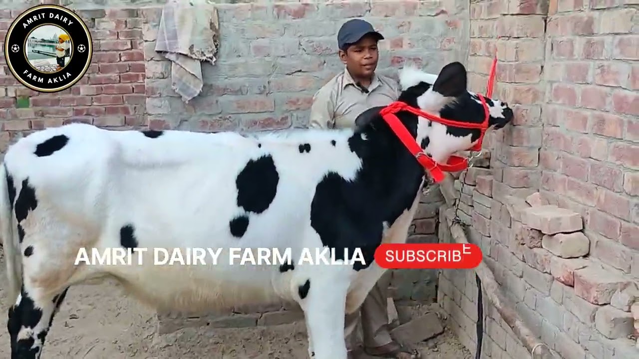 9041563117 ਟੋਪ ਦੀਆਂ ਵੱਛੀਆਂ ਇੱਕ ਤੋਂ ਇੱਕ ਨਗੀਨਾ  ਰੇਟ 68000 ਪਿੰਡ ਧੌਲਾ#cow #farming#youtuber 