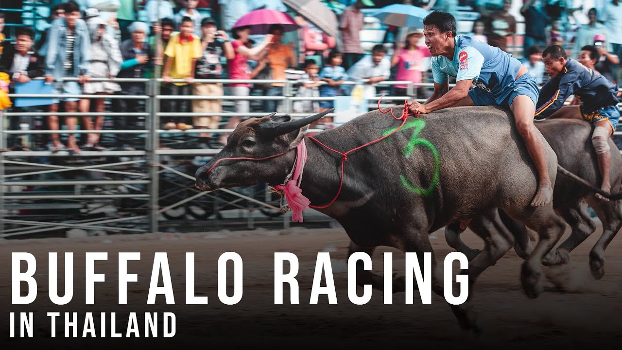 Chonburi Buffalo Races