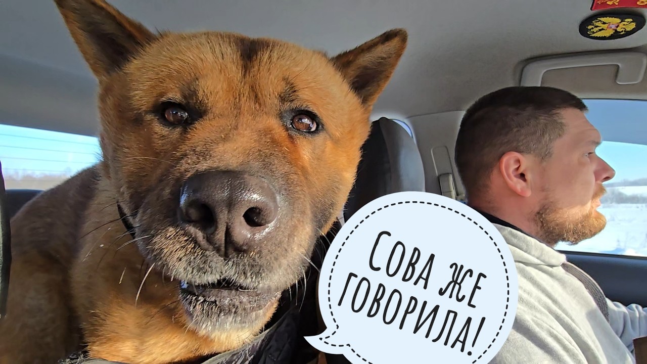 Бесполезная поездка Пса Кубика к ветеринару! Правильно сова Ёль утром велела дома сидеть!