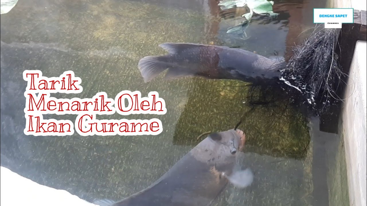 BEGINI CARA IKAN GURAME MEMBUAT SARANG‼️PEMULA WAJIB TAHU