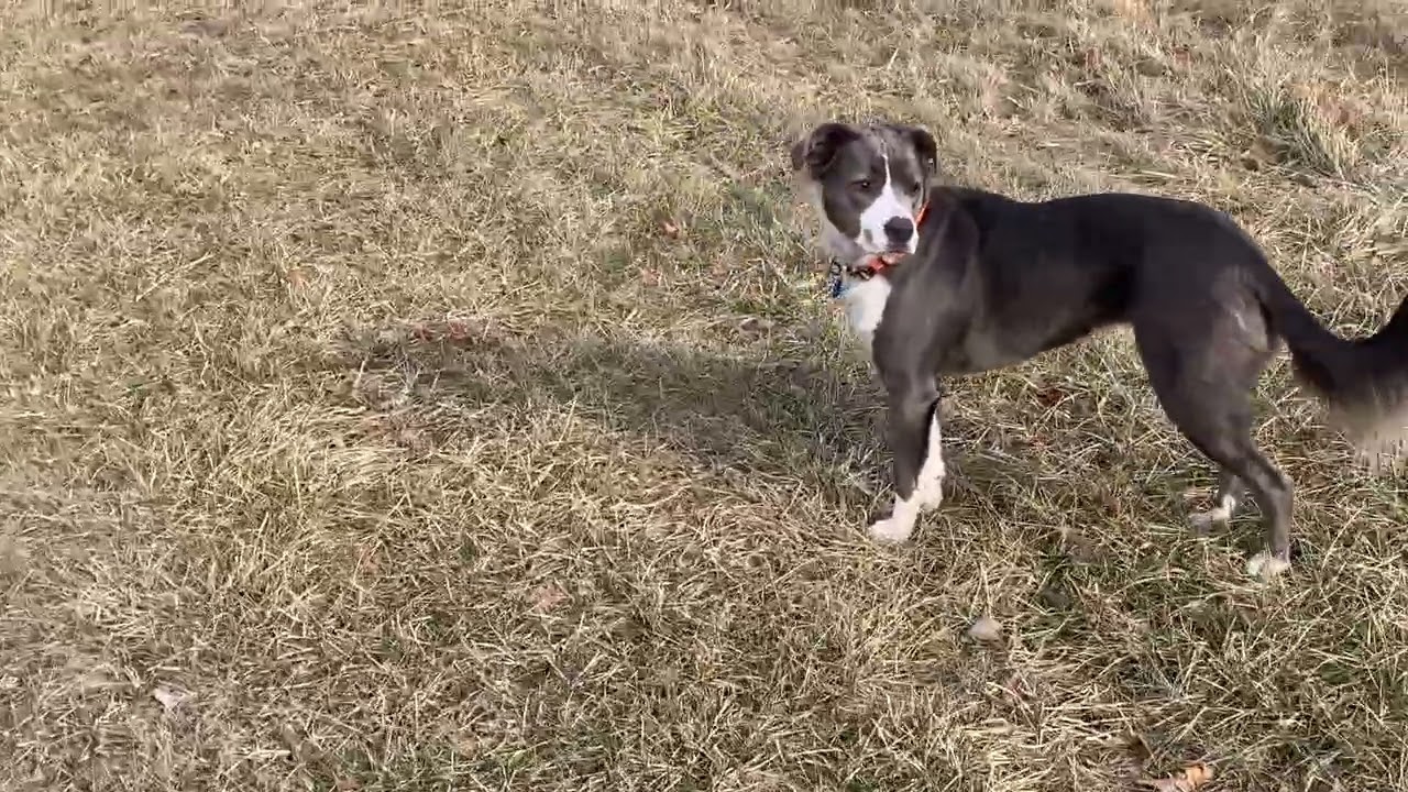 Dogs go for a walk