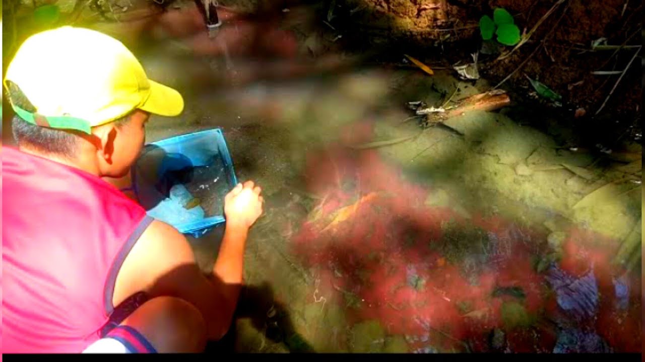 CATCHING TUBIFEX WORMS | + wild fishes and aquatic plant! 😱