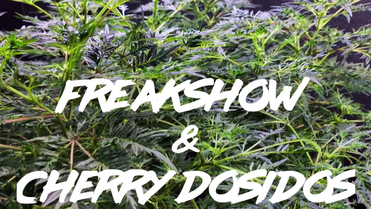 Matty Grows | FreakShow & Cherry Dosidos | #13 | #HumboldtSeedCompany #HarborsideFarms