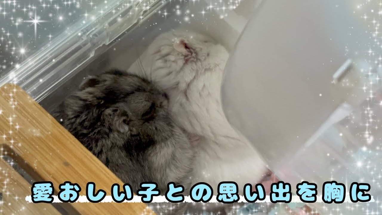 【奇跡を起こした3日間】最愛の子との想い出を胸に〜ジャンガリアンハムスター