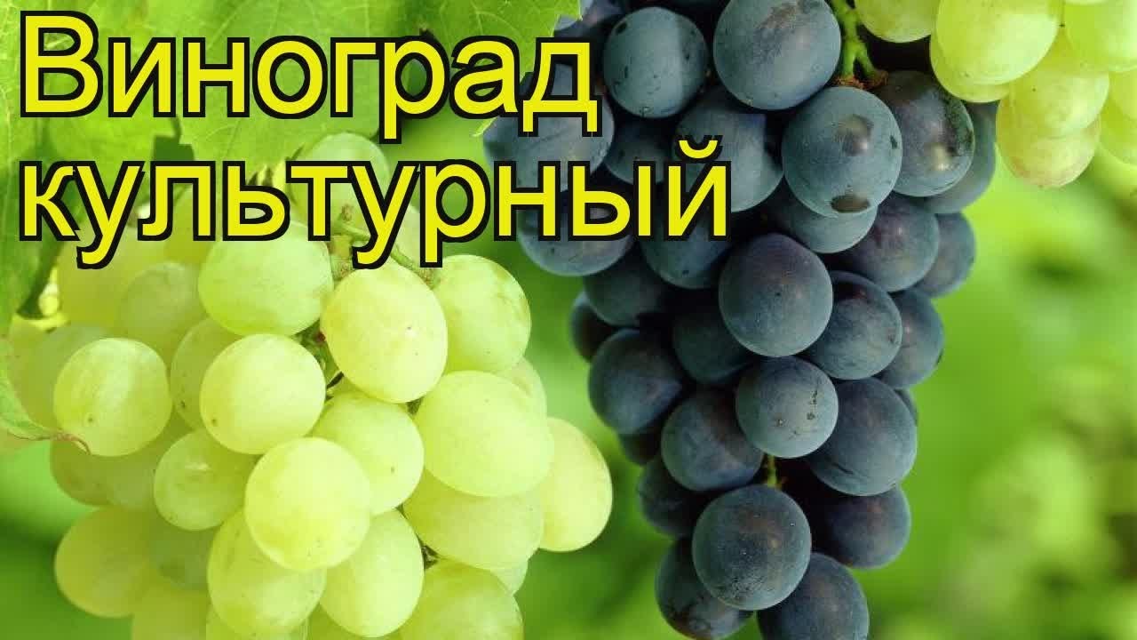 Виноград культурный. Краткий обзор, описание характеристик, где купить саженцы vitis vinifera
