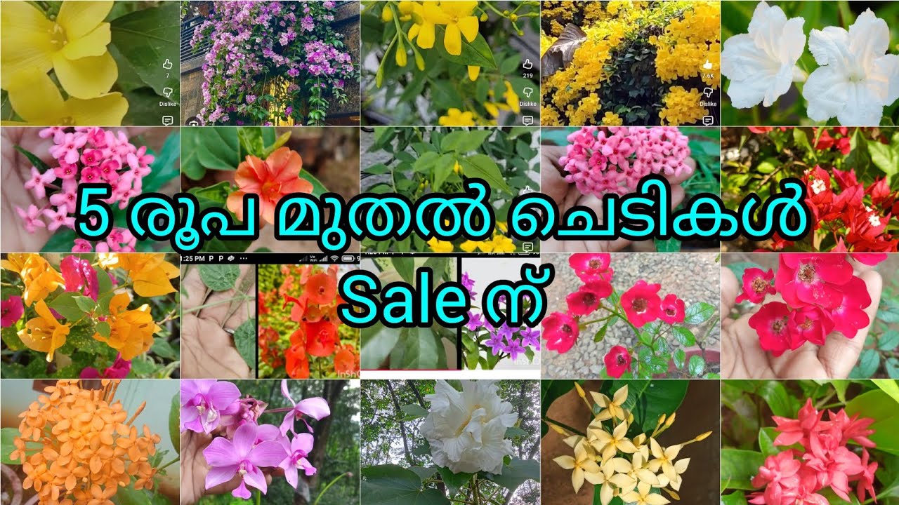 ചെടികൾ  കുറഞ്ഞ വിലയിൽ #sale video#plants 