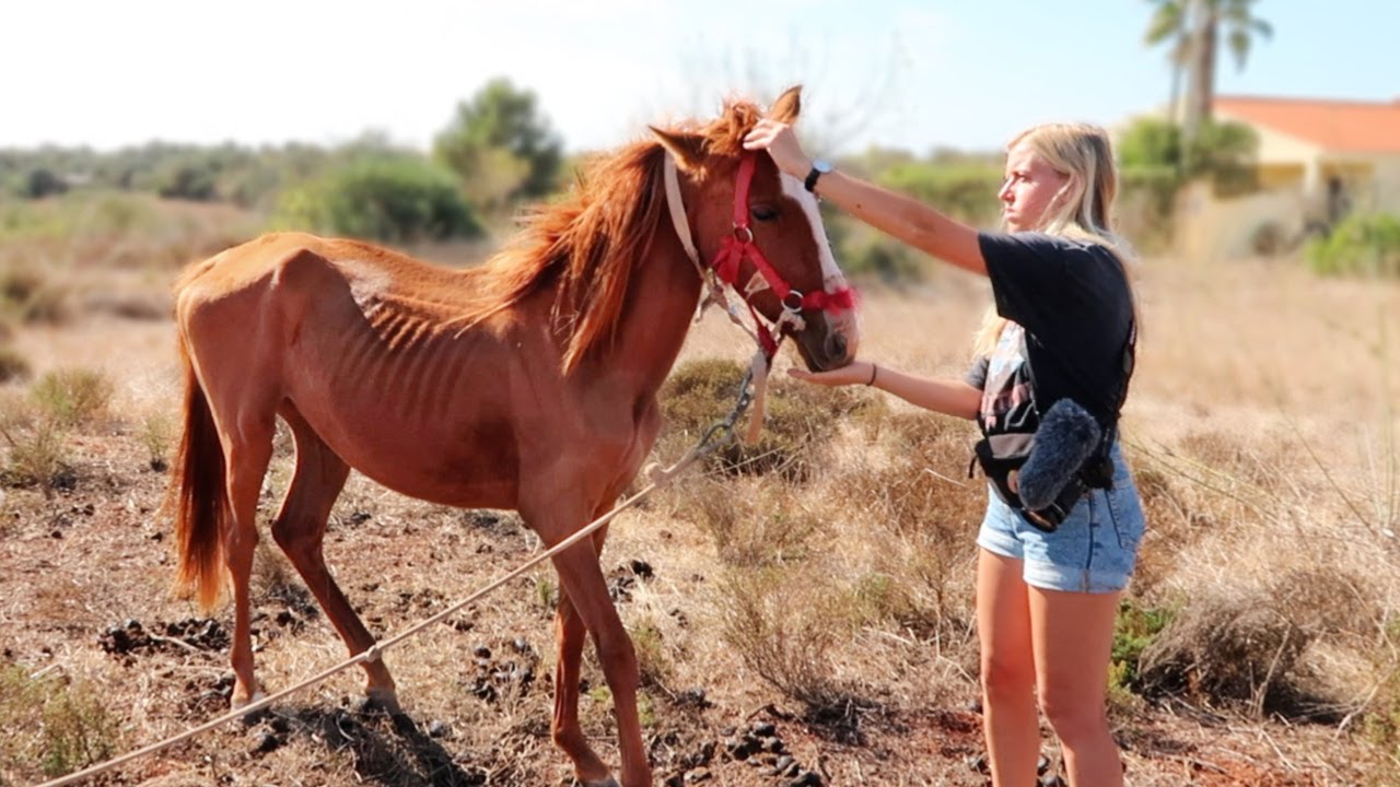 Этот жеребенок не знает, что значит быть свободным ... | Algarve Horse Alarm #4