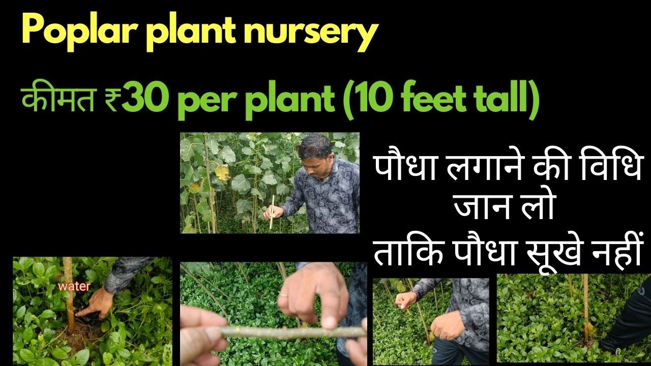 Poplar plant nursery Uttarakhand | Trending Nature