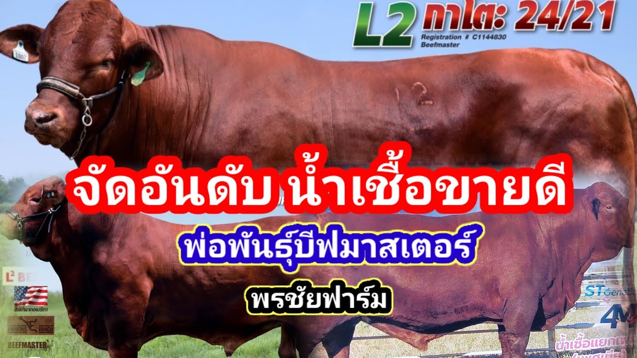 จัดอันดับน้ำเชื้อขายดี พ่อพันธุ์บีฟมาสเตอร์ ของพรชัยฟาร์มราชบุรี#พูดจาภาษาวัว