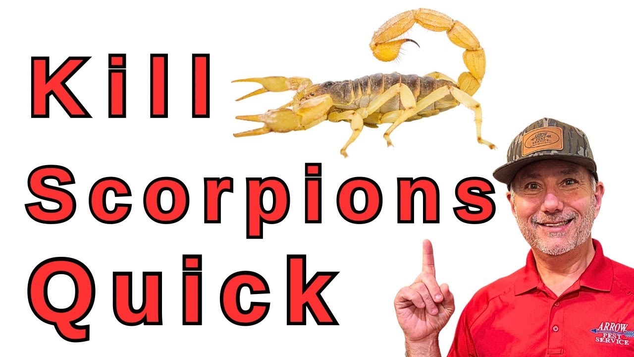 Most Effective Scorpion Treatment Nobody Talks About!