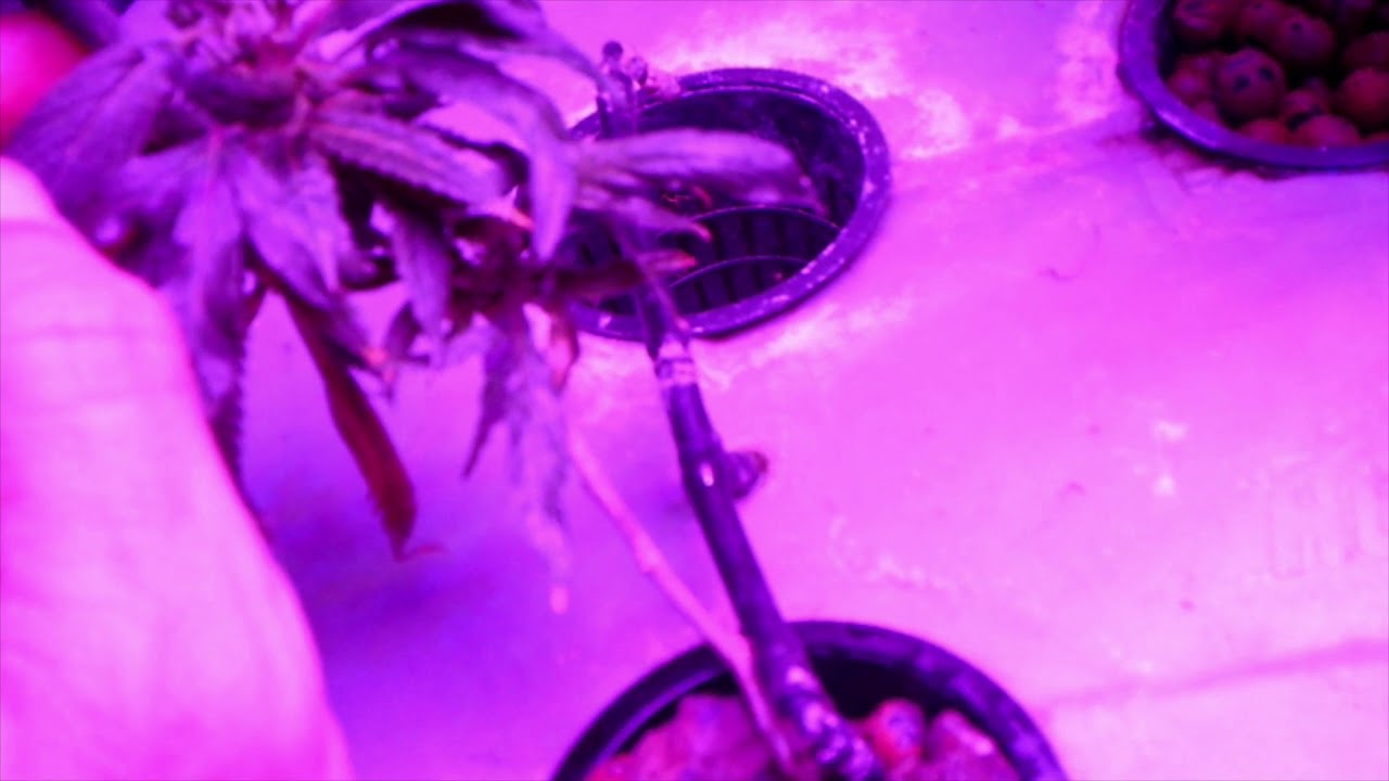 🌳YGROW 75w LED UPDATE🌳