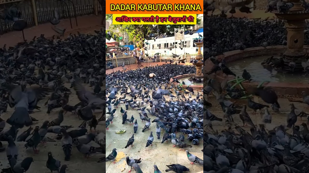 Dadar kabutar khana|Dadar kabutar khana|Dadar kabutar khana Mumbai|#shortvideo #shortsfeed#mumbai