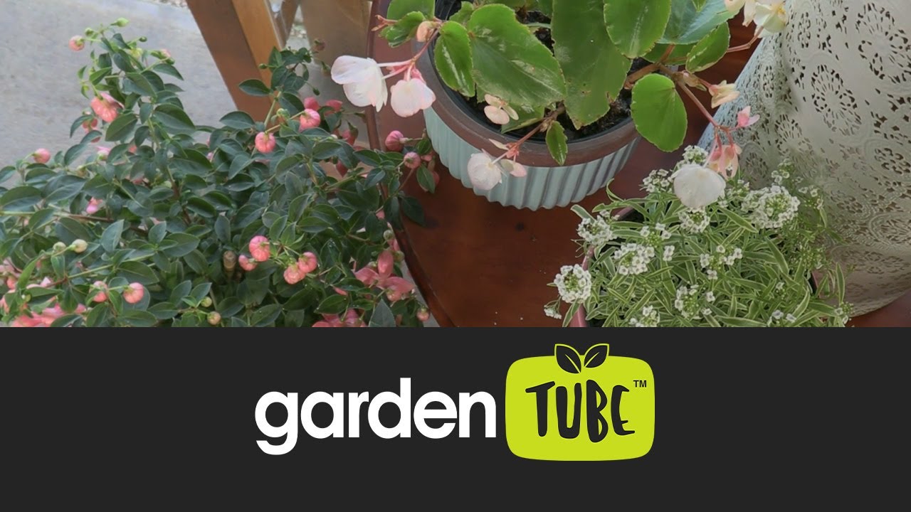 Лучшие комнатные растения для яркого света