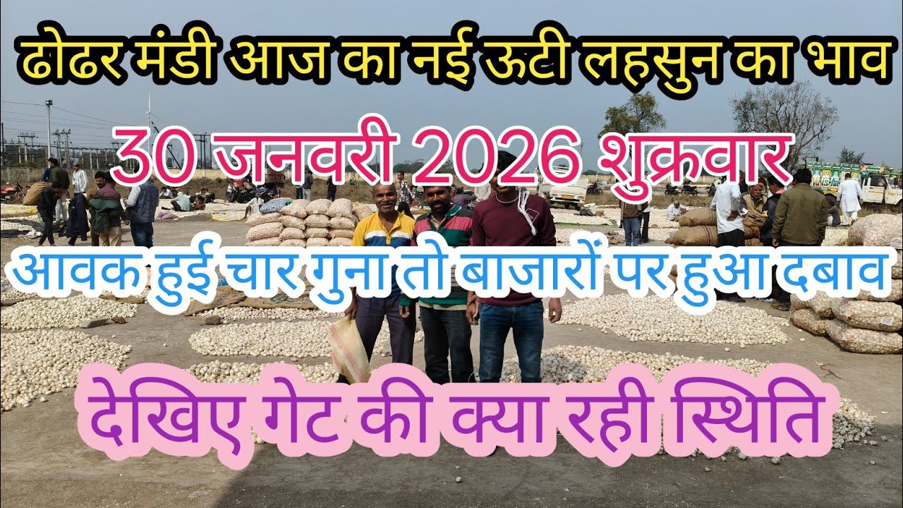 नई लहसुन की आवक हुई चार गुना बाजारों पर हुआ दबाव / ढोढर मंडी आज का नई ऊटी लहसुन का भाव / 30 जनवरी 