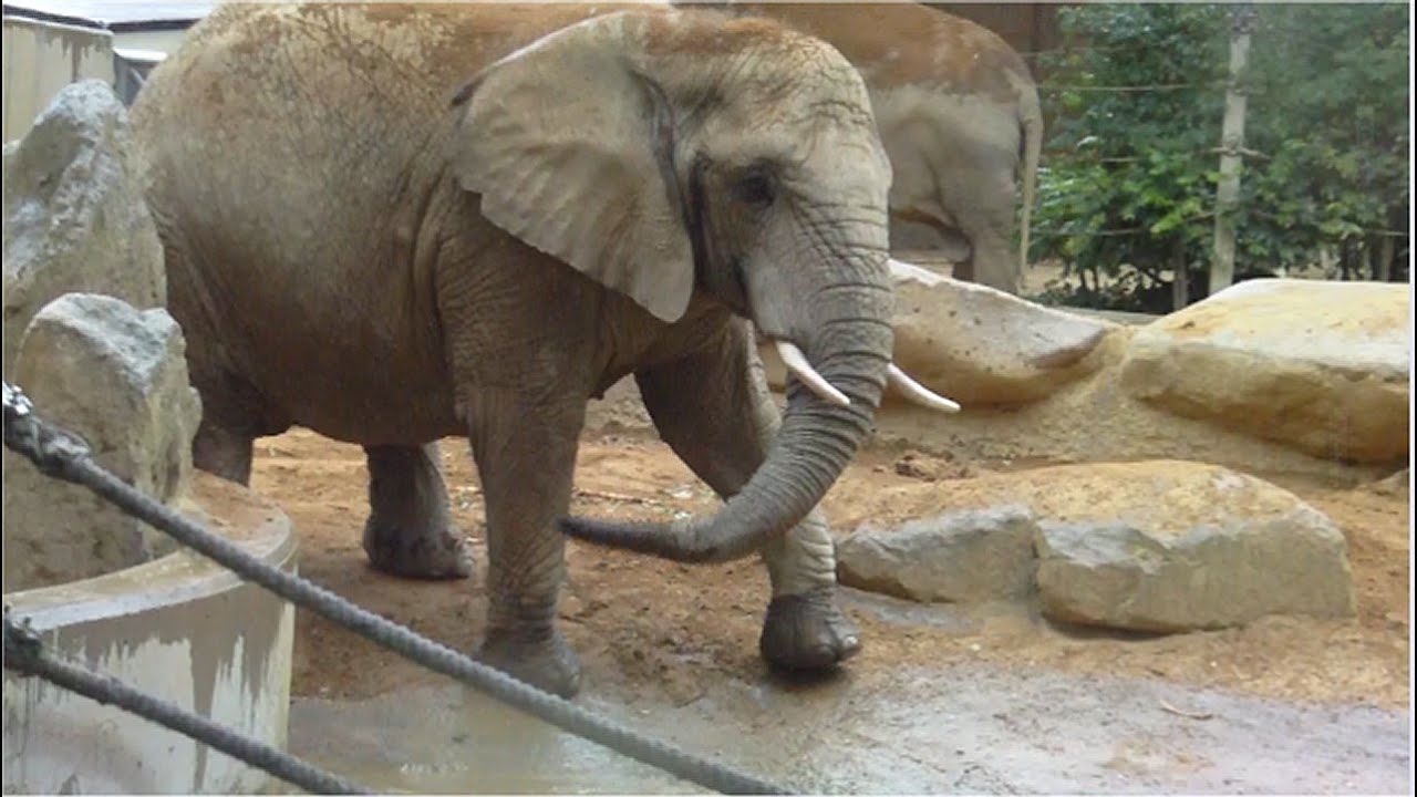 African and Asian elephants sharing a bath in a waterhole at Augsburg Zoo - Botanical Garden