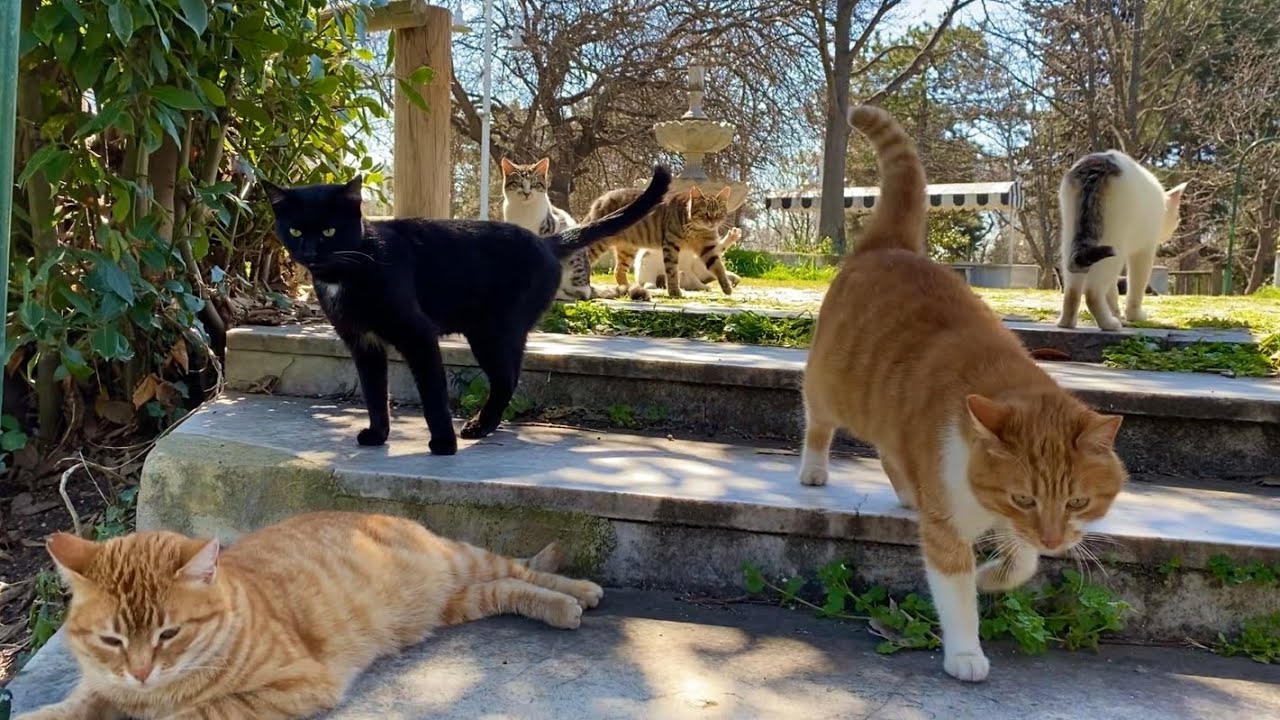 This park in Istanbul is home to hundreds of beautiful cats.