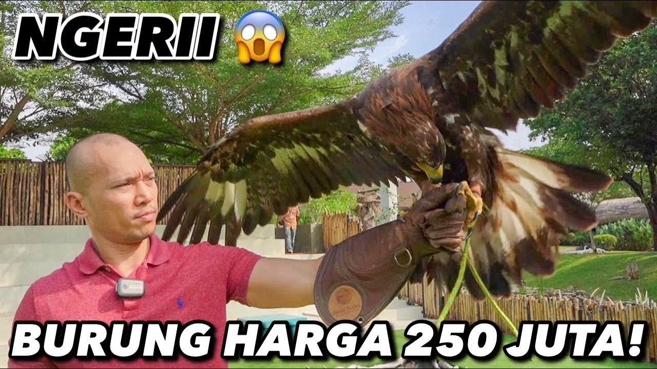 BURUNG PELIHARAAN SULTAN.. KUAT BGT!