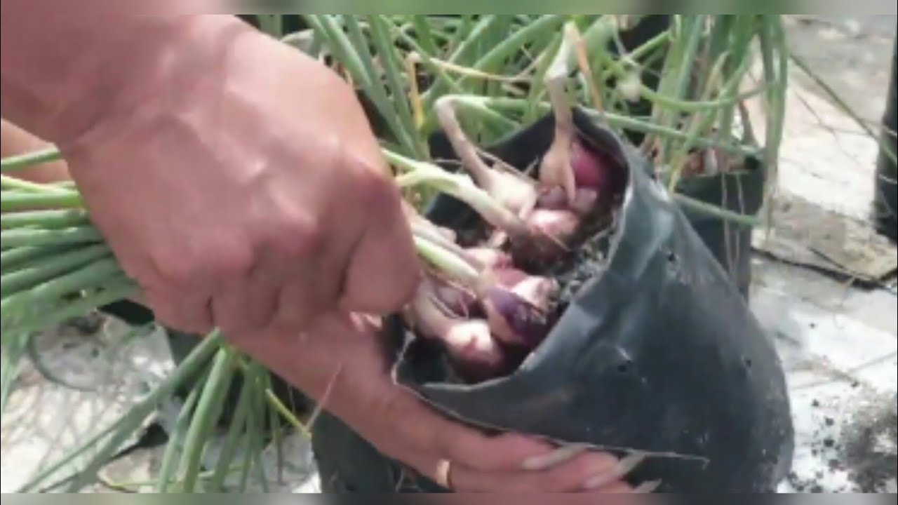Cara Menanam Bawang Merah di Polibag Kecil, Sampai Panen