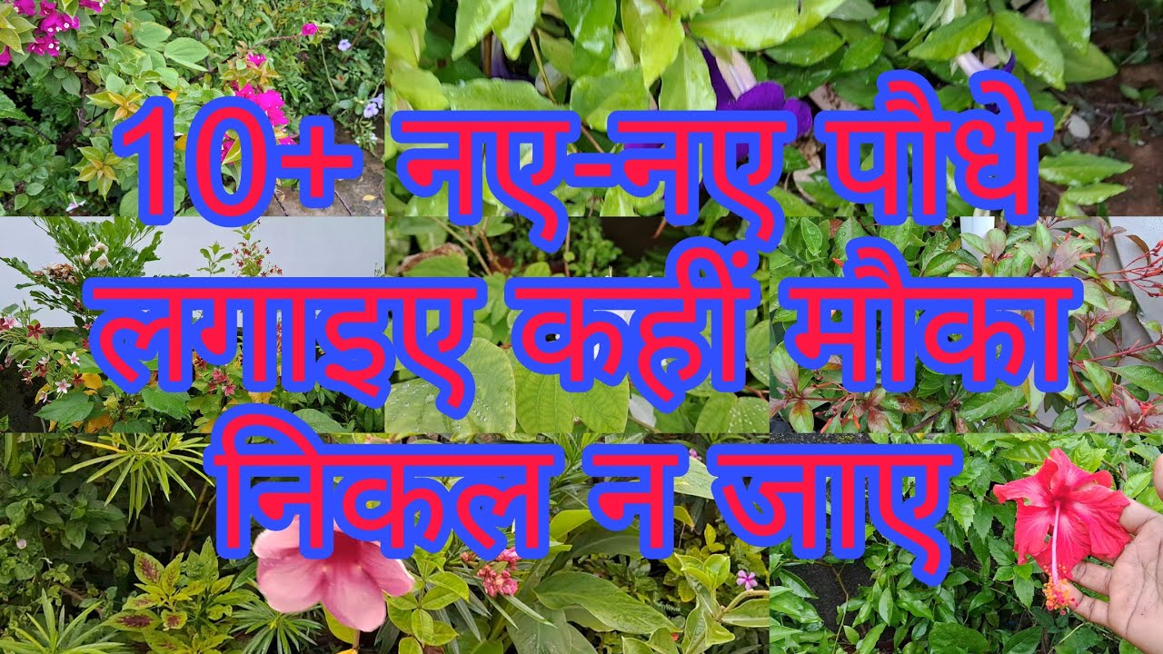 10+ मौसम का फायदा उठाइए तेजी से फैलने वाले पौधे लगाइए #hardyplants #flowers 