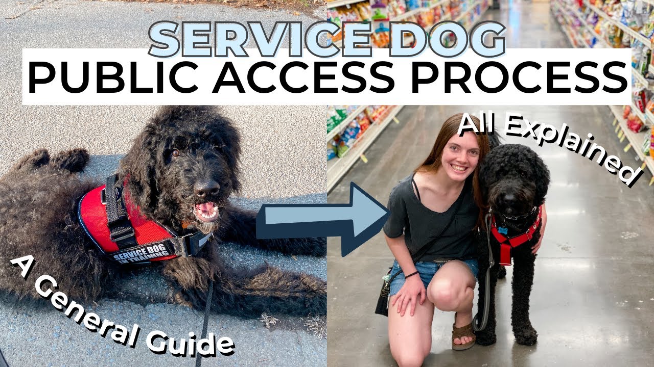 SERVICE DOG PUBLIC ACCESS PROCESS | a guide on how to public access train your service dog