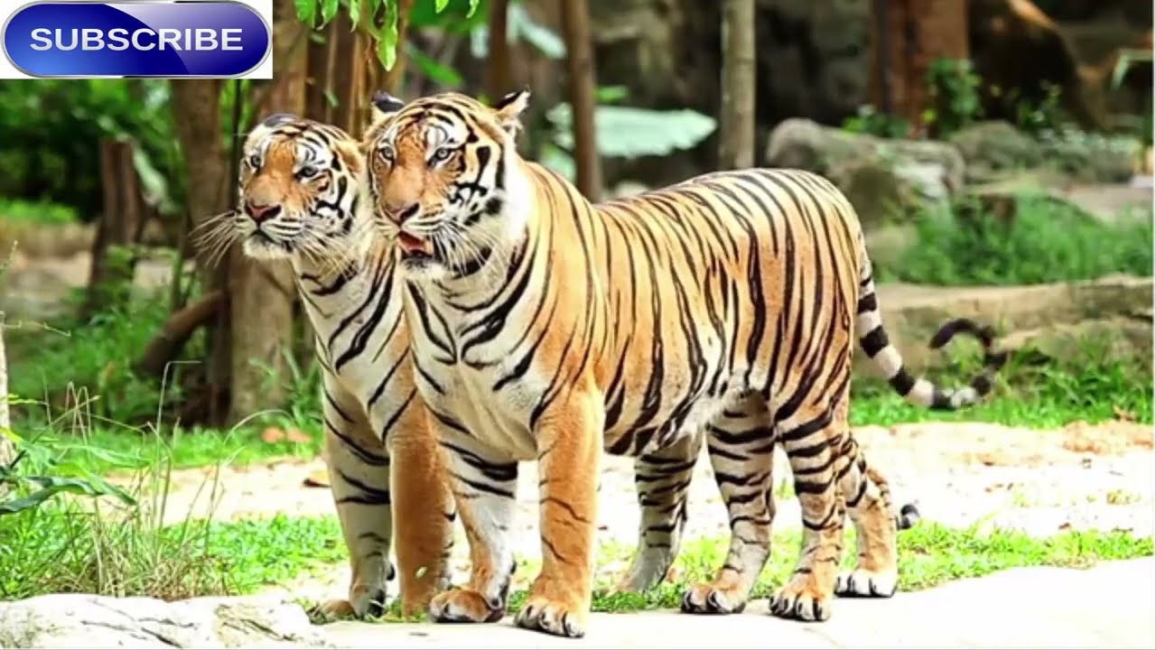 Dangerous Tigers  II Carnivores Tiger Ever !! II Nature Factory AZ