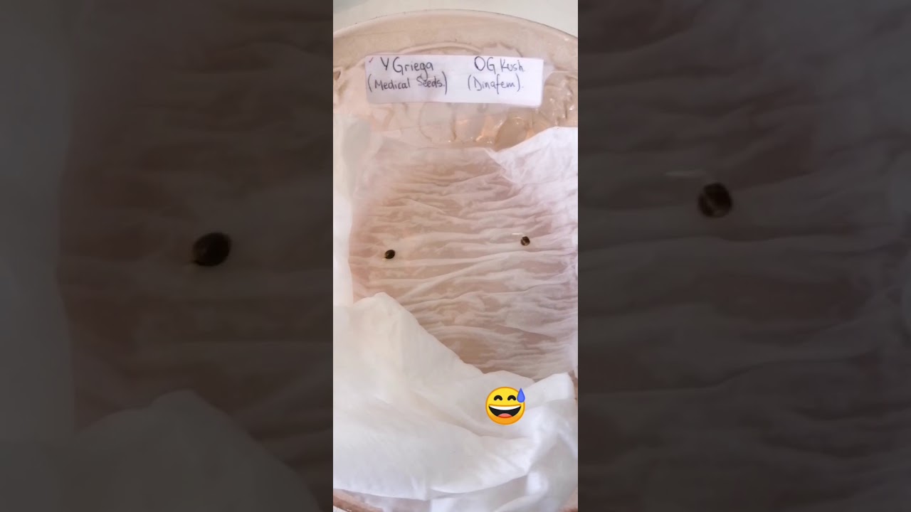 Semillas Germinadas de cannabis en Jiffys