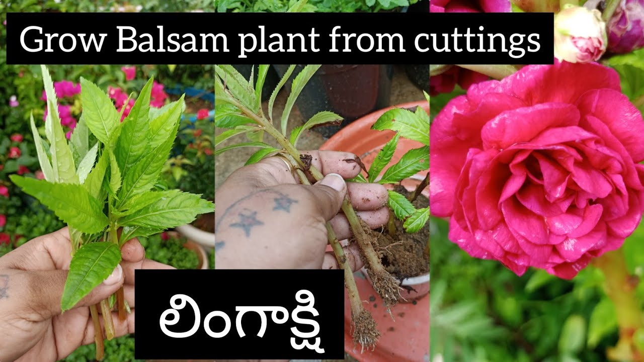 How to grow Balsam plant from cuttings | In Telugu |Balsam plant propagation