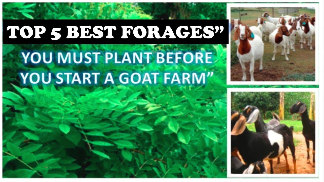 Best Goats Food you must have in your farm