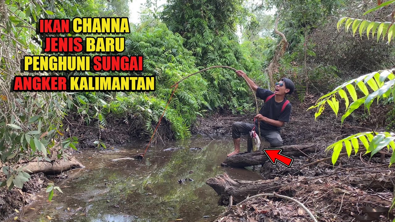PASANG 16 PANCING UMPAN IKAN DAN BERBURU DI HUTAN YANG SUDAH MENGERING😅 #bocahpecicilan