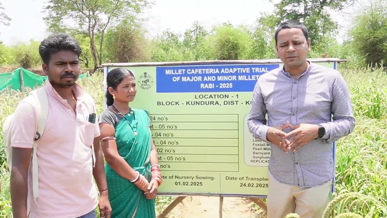 Millet Farming in Odisha || Six Different Types of Millets in One Field at Kundra, Koraput