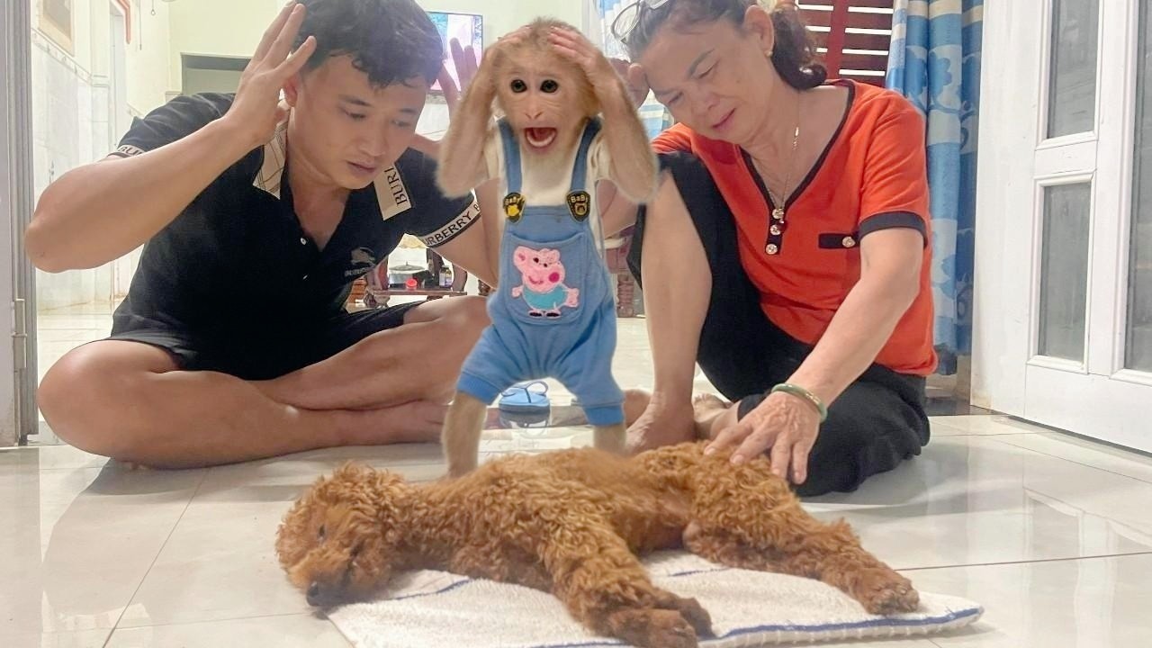 Lulu Is Devastated &mdash; Bull Didn&rsquo;t Survive the Severe Traffic Accident