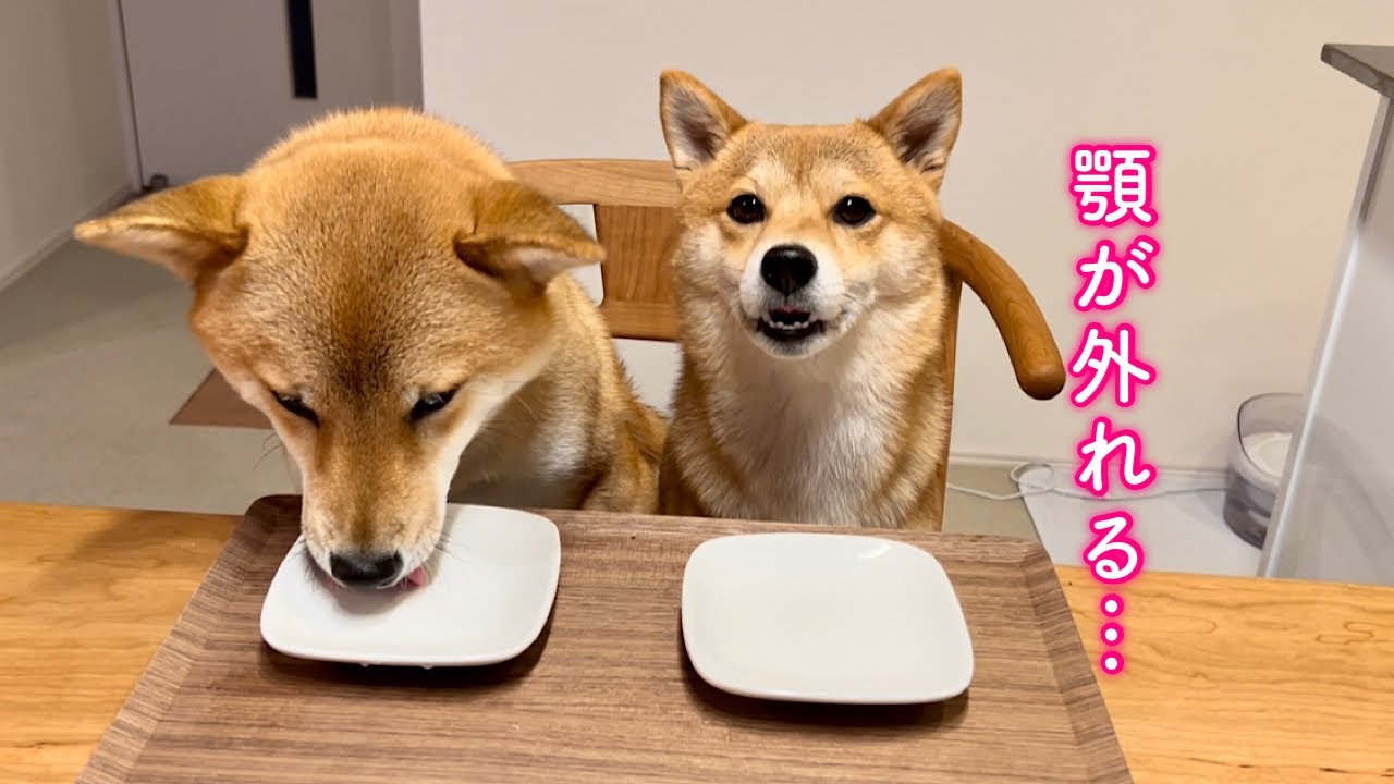 大好物を食べてあまりの美味しさに顎が外れそうになる柴犬が可愛い