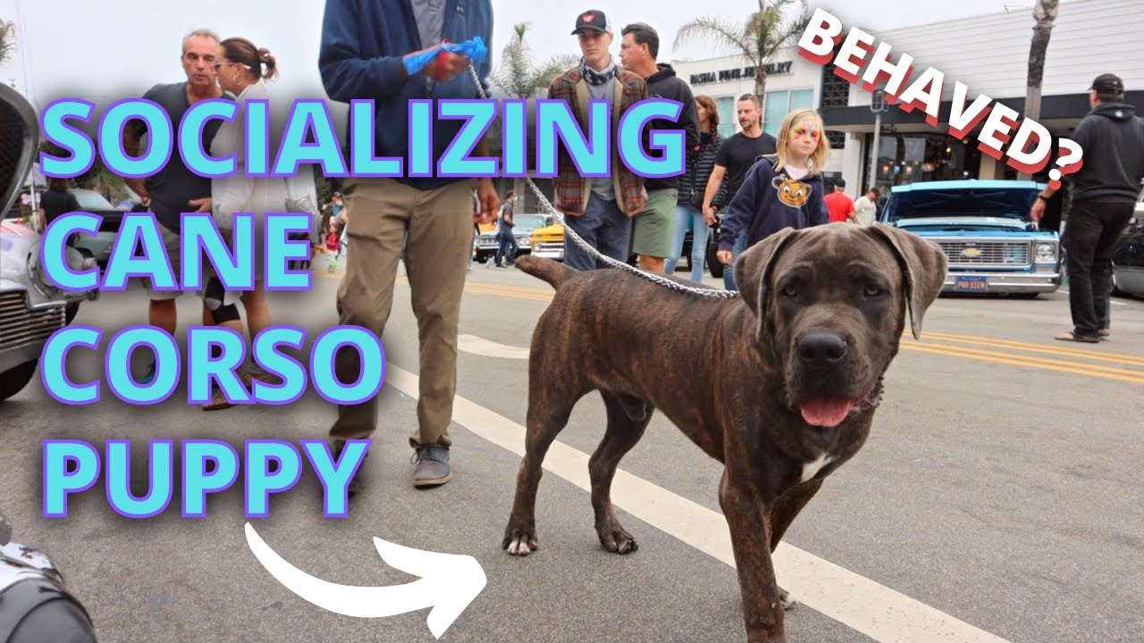 Socializing My Cane Corso Puppy in Public with People and Dogs | Car Show Event