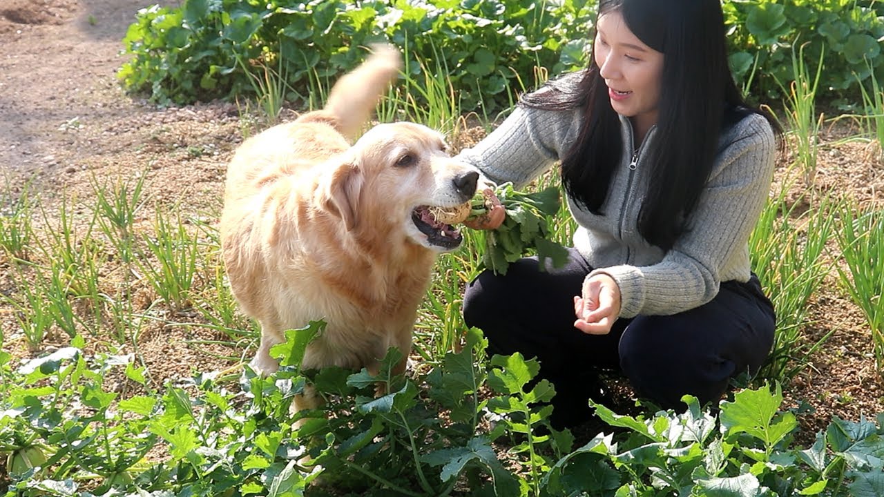 무만 보면 환장해 훔치는 리트리버