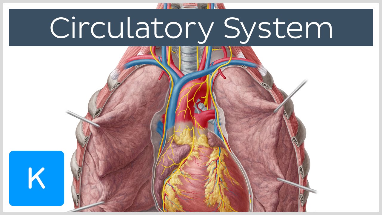 Circulatory system - Function, Definition - Human Anatomy |&nbsp;Kenhub