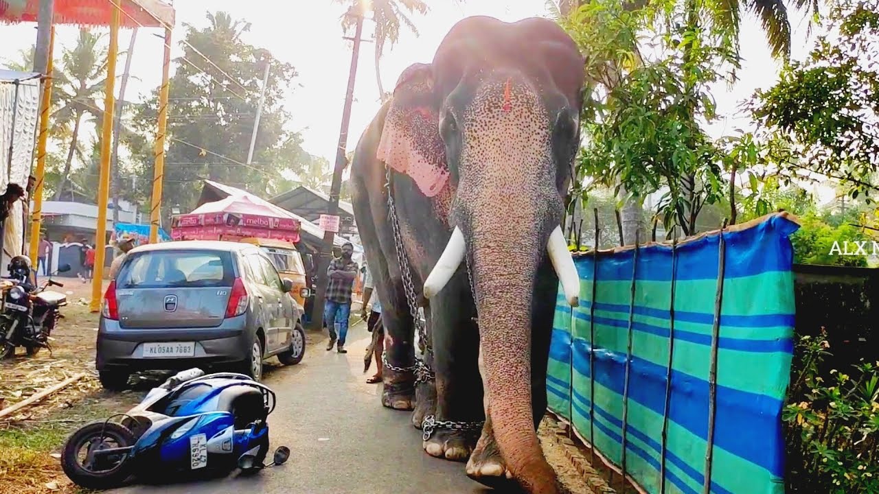 വണ്ടി വീണത് കണ്ടപ്പോൾ പേടിച്ച് ഒതുങ്ങി നിന്ന ആന |Machad Jayaram Elephant in Kerala
