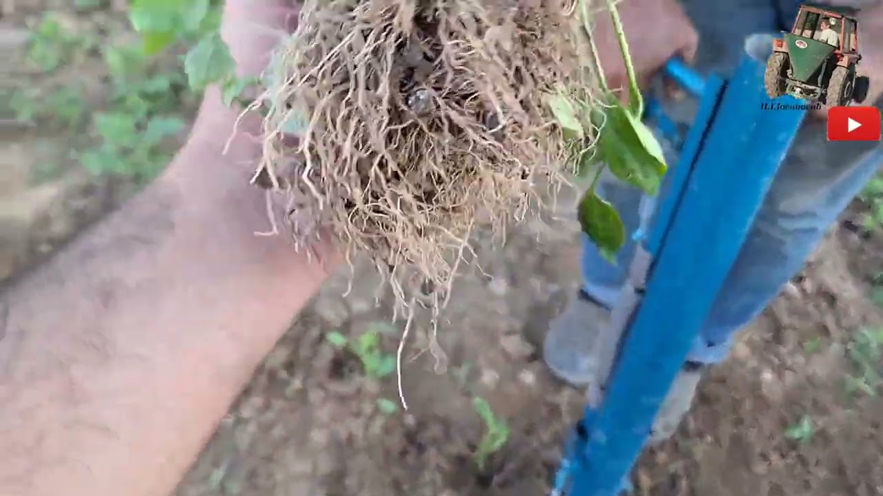 Naterali su me da sadim Paradajiz i Paprike