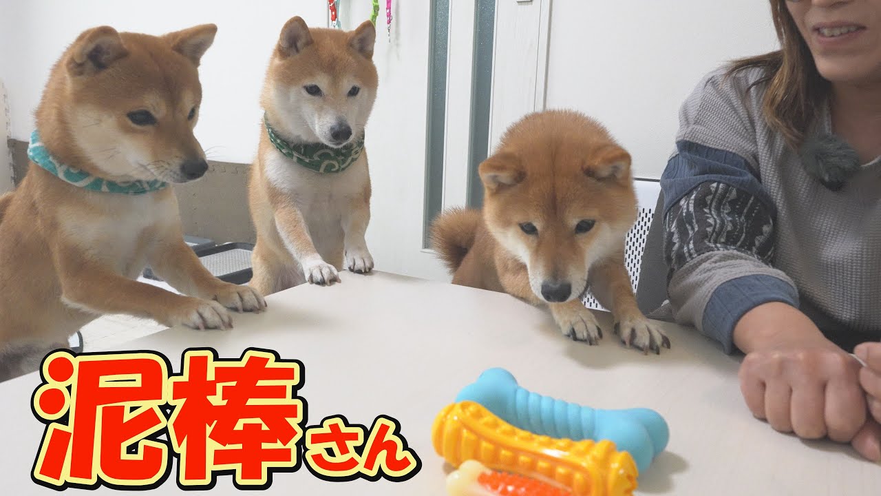 突然のおもちゃに目を輝かせる柴犬達。このあと可愛い泥棒さんが現れました。