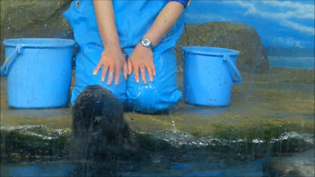 2013マリンワールド海の中道｢ラッコの食事タイム｣