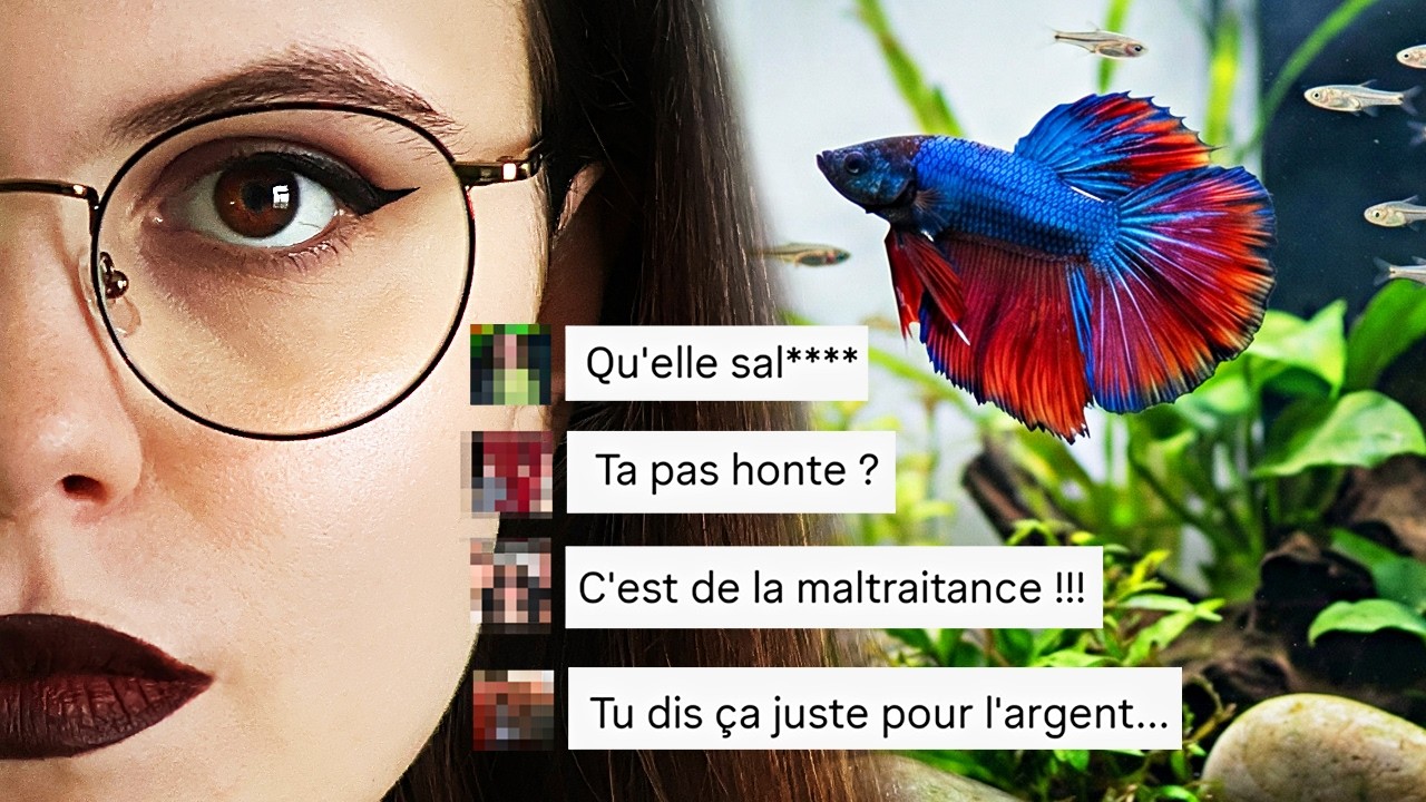 BETTA ET COHABITATION - Études, intimidations, rumeurs, désinformation...