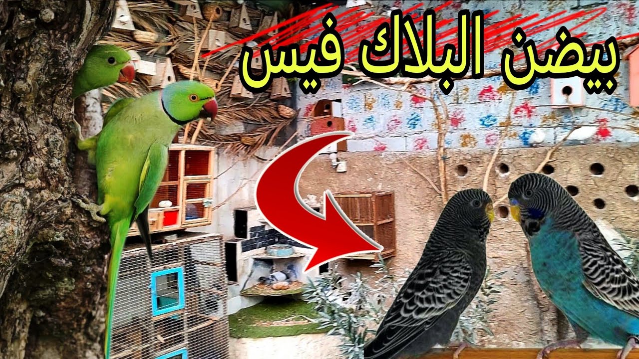 واخيرا بيضن البلاك فيس 😍 صورتلكم انتاج الطيور #محمية #طيور 