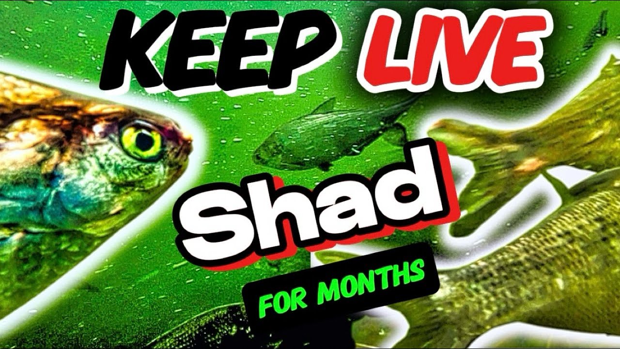 How to transport and keep shad alive longer: Advise from catch to tank