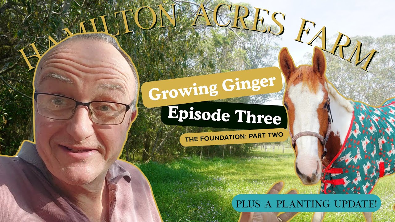 Growing Ginger Episode 3