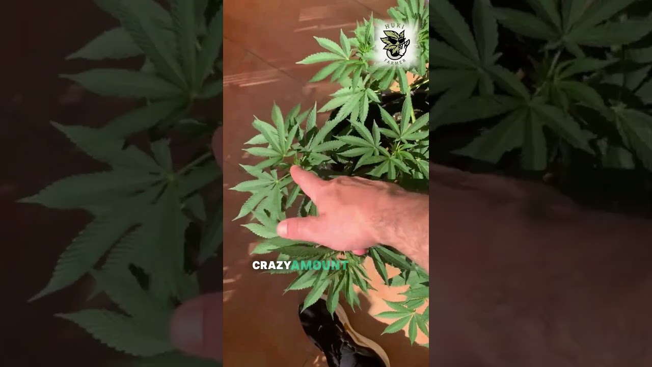 Og Kush #shorts