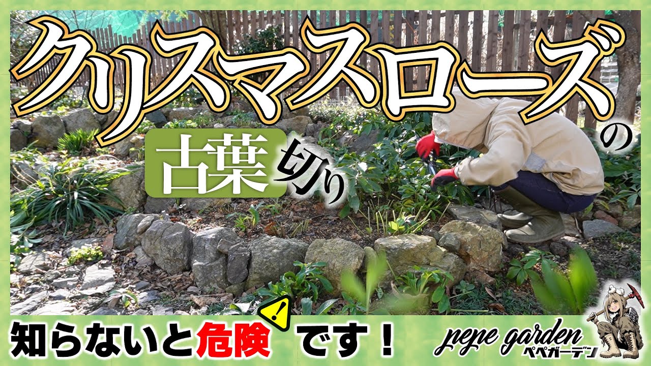 知らないと大変なことに…。クリスマスローズの古葉切りで絶対にやってはいけない事。