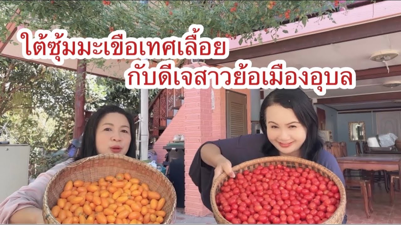 เที่ยวบ้านพี่ดีเจสาวย้อเมืองอุบล ชิมมะเขือเทศเลื้อย ซุ้มหน้าบ้าน ที่ไร่กระติ๊บข้าว #ตามฮอยอีสาน