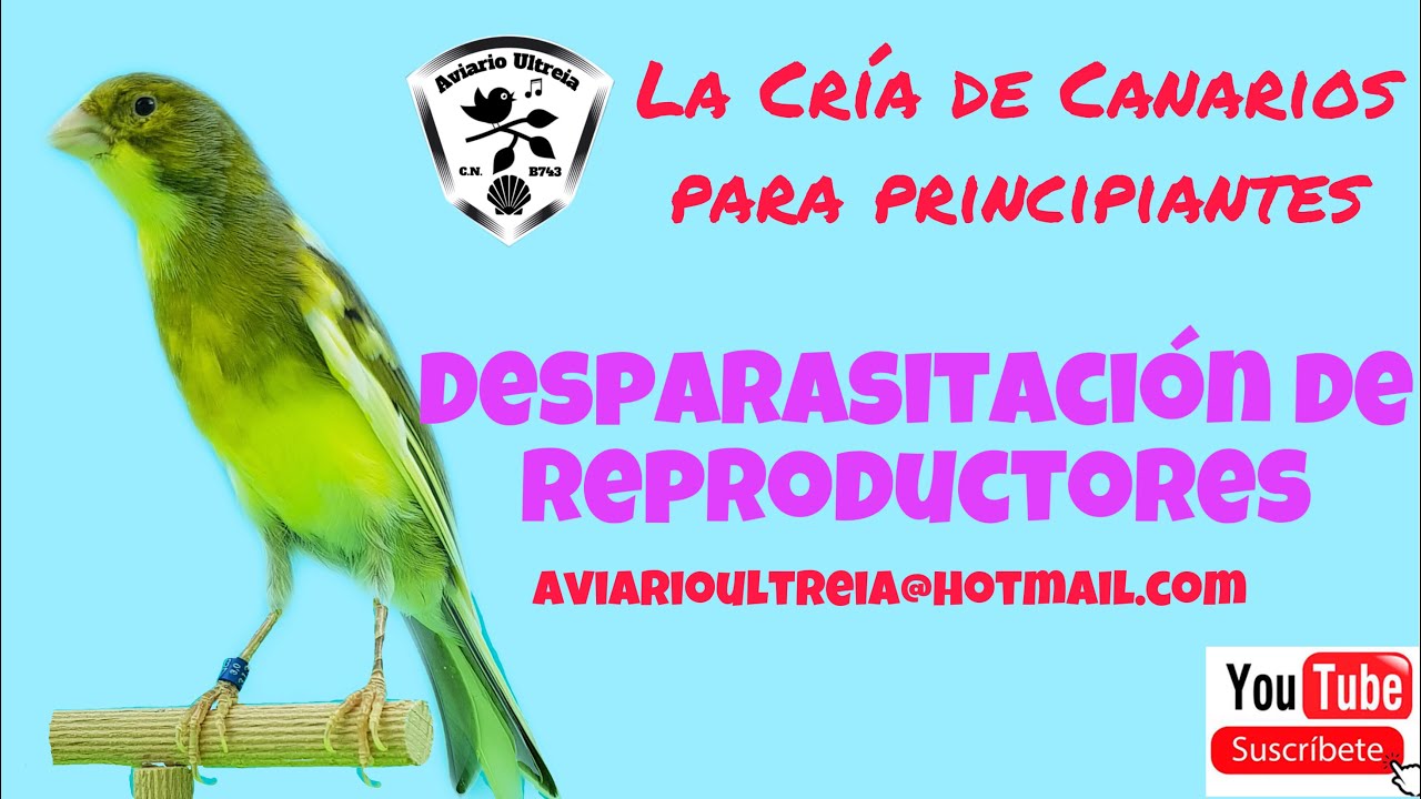 cría de canarios timbrados para Principiantes: Desparasitación antes de la cria