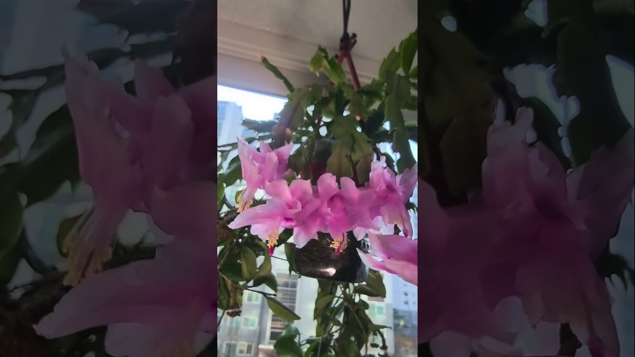 흰색가재발선인장꽃이 어느듯 찐분홍색으로 변해갑니다.